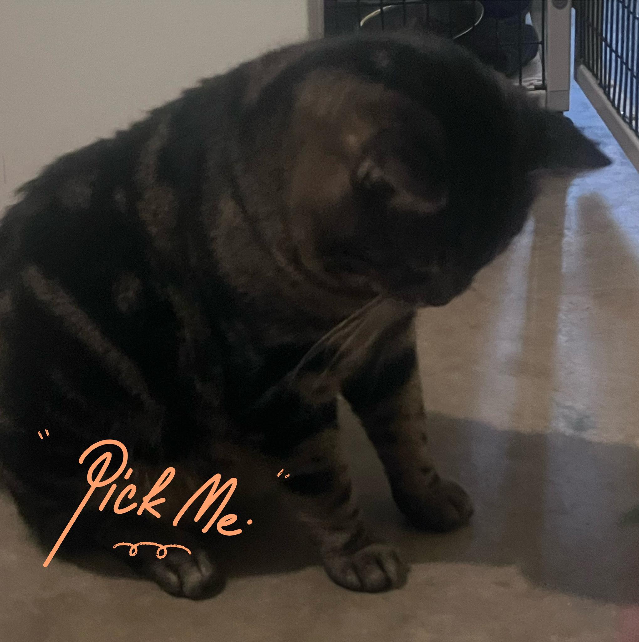 Rocco Taco, an adopted Domestic Short Hair in Orlando, FL image 6/6