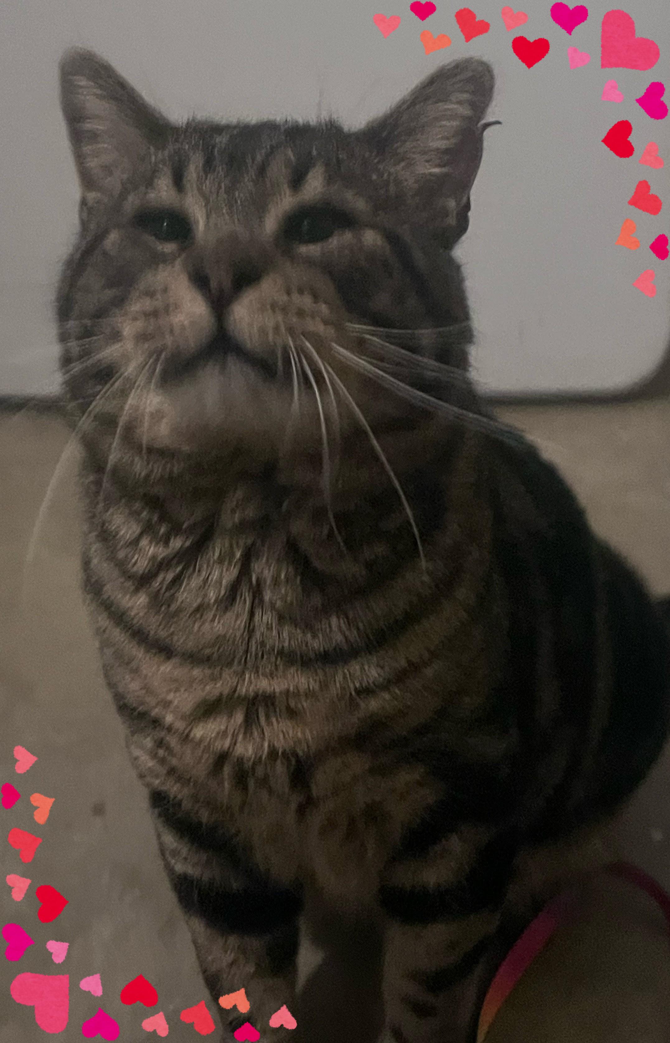 Rocco Taco, an adopted Domestic Short Hair in Orlando, FL image 4/6