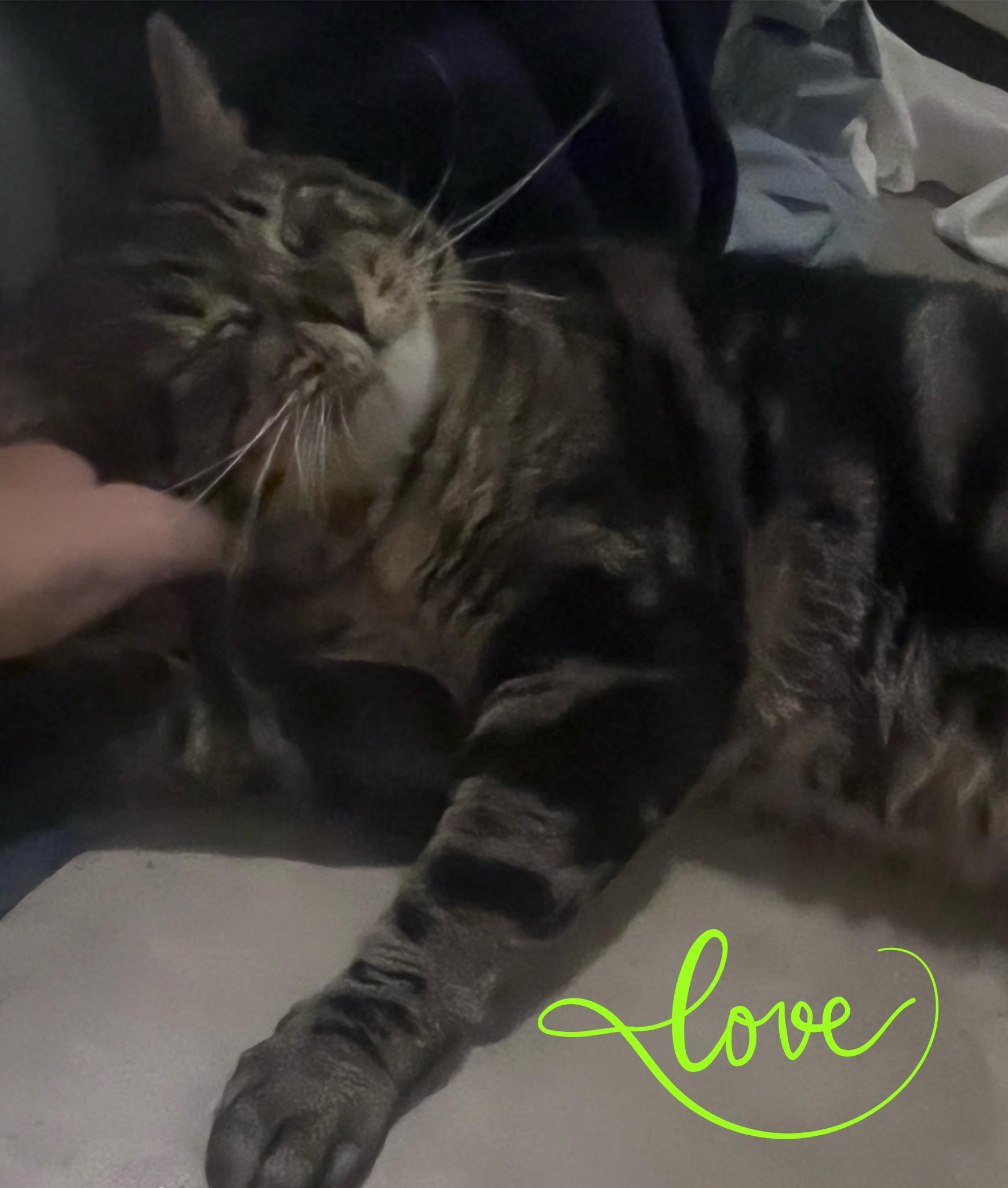 Rocco Taco, an adopted Domestic Short Hair in Orlando, FL image 3/6