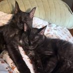 Enlarge Roman & Siobhan, a ADOPTABLE mixed breed in Jacksonville, AR image 2/2