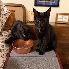 Roman & Siobhan, ADOPTABLE, Young Male Maine Coon.