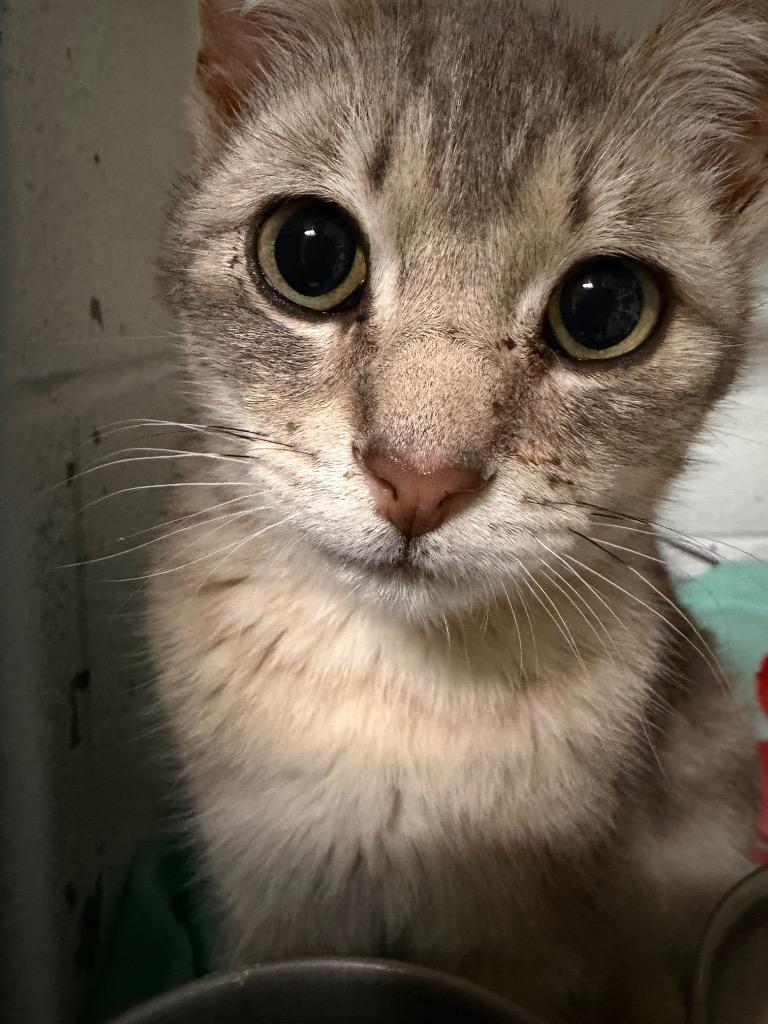 Fred, Adoptable, Kitten Male Domestic Short Hair.