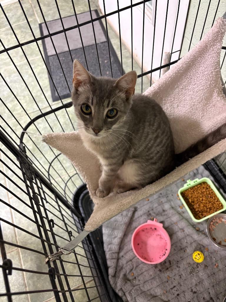 Enlarge Fred, a Adoptable mixed breed in Ada, OK image 2/3