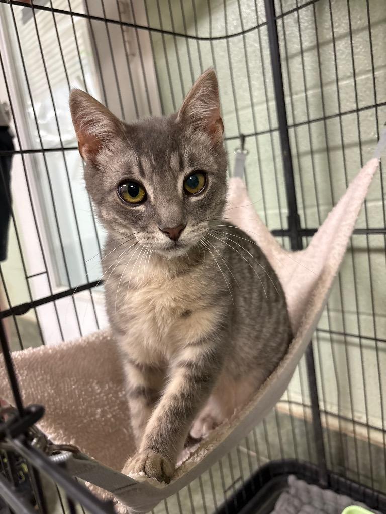 Enlarge Fred, a Adoptable mixed breed in Ada, OK image 3/3