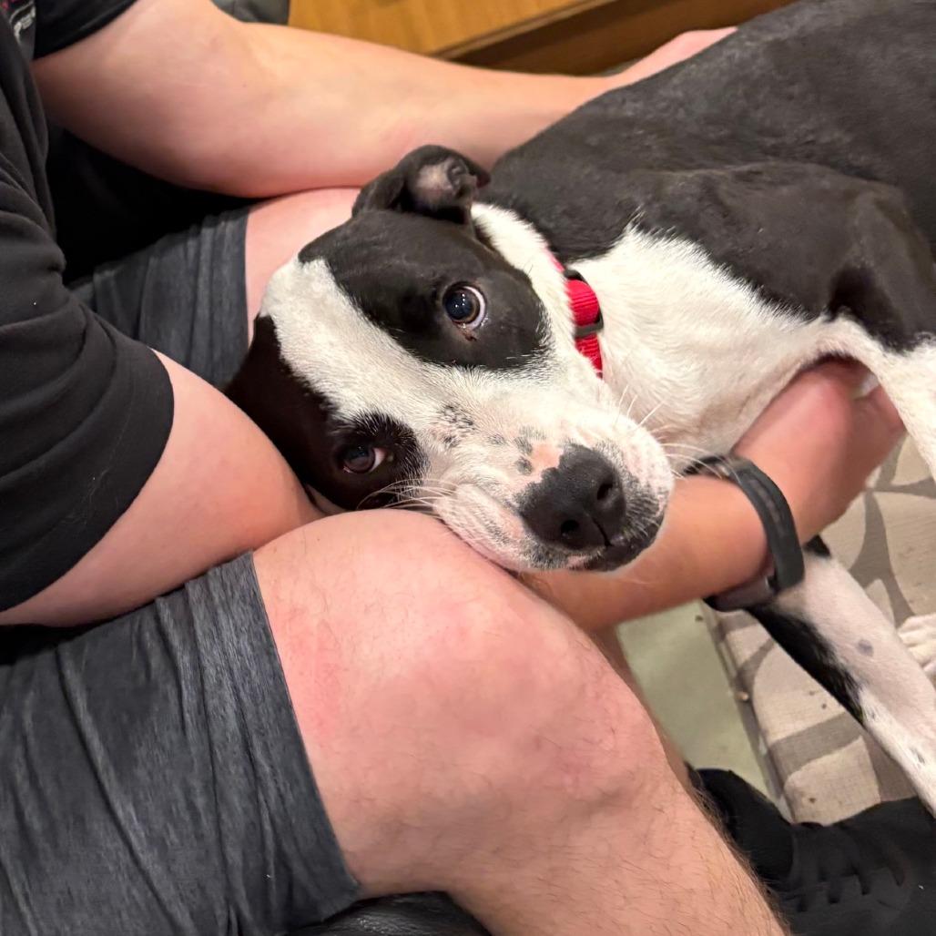 Dixie, Adoptable, Young Female Mixed Breed.