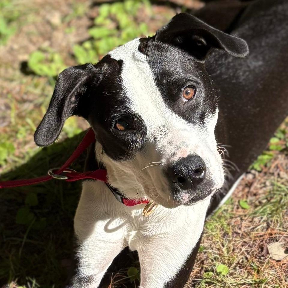 Enlarge Dixie, a Adoptable Mixed Breed in Canaan, NH image 3/6