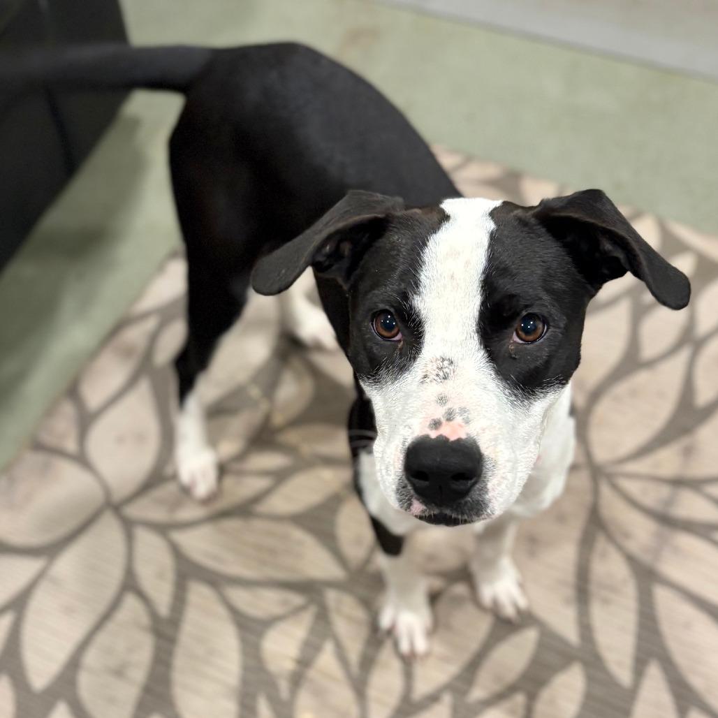 Enlarge Dixie, a Adoptable Mixed Breed in Canaan, NH image 4/6