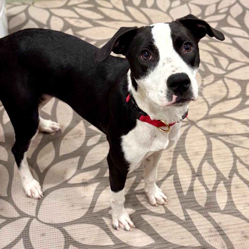 Enlarge Dixie, a Adoptable Mixed Breed in Canaan, NH image 5/6