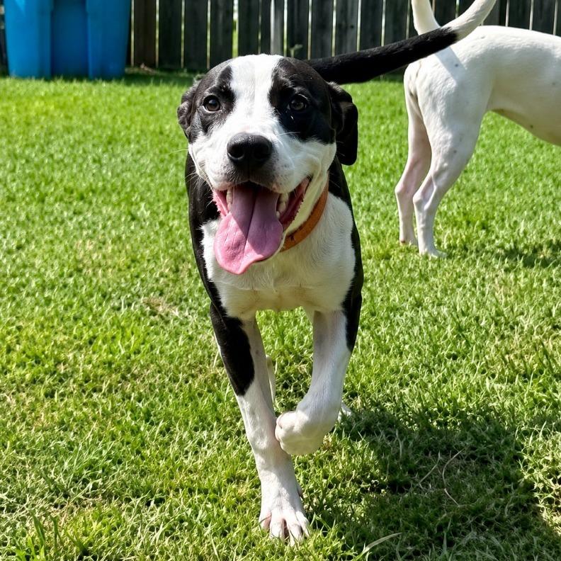 Enlarge Dixie, a Adoptable Mixed Breed in Canaan, NH image 6/6