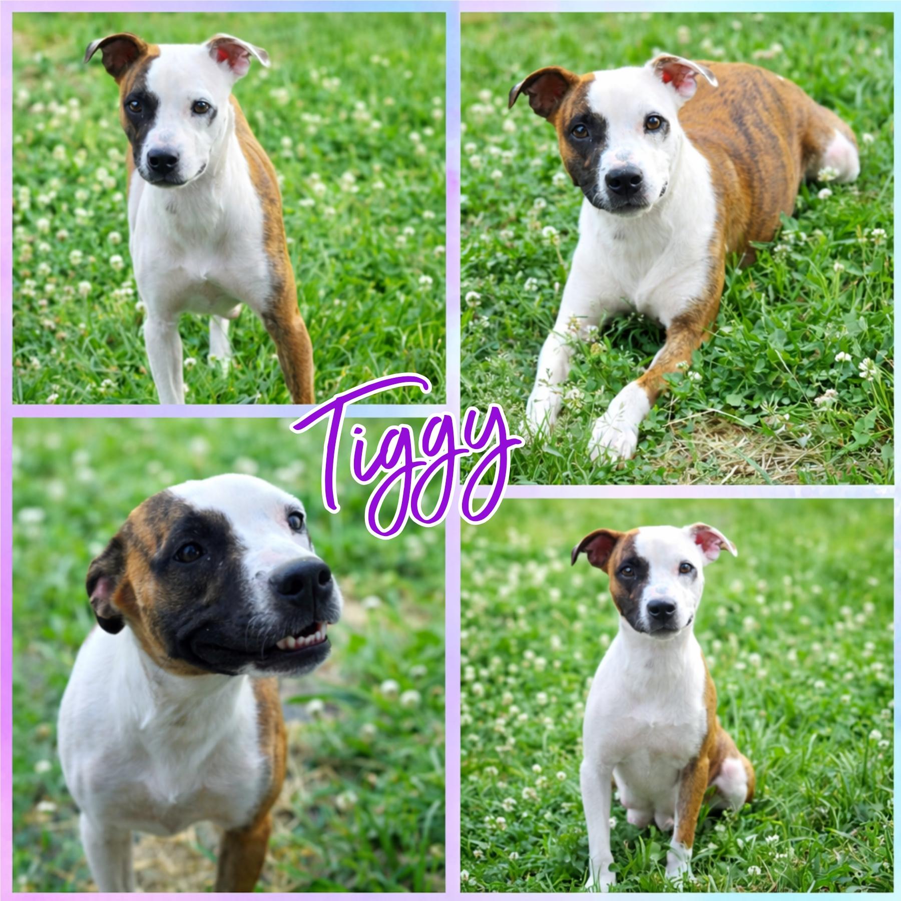 Enlarge Tiggy, a ADOPTABLE mixed breed in Blacksburg, SC image 1/1