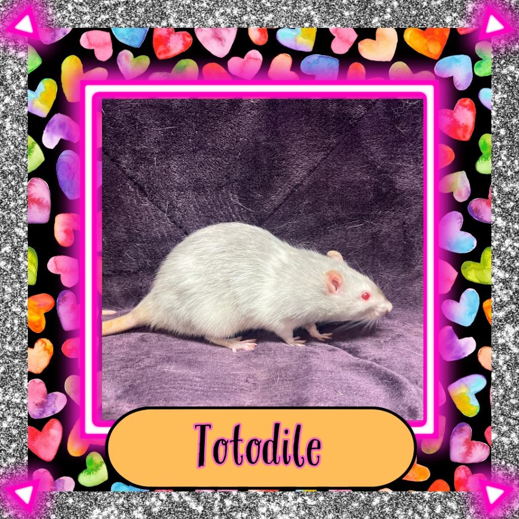 Totodile, Adoptable, Young Female Rat.
