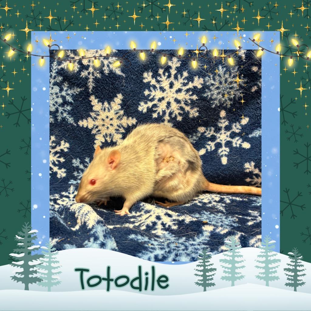 Enlarge Totodile, a Adoptable Rat in Elizabethtown, KY image 3/3