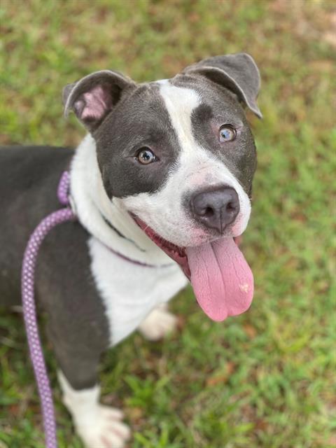 Enlarge BINGO, a Adoptable Mixed Breed in Jacksonville, FL image 1/1