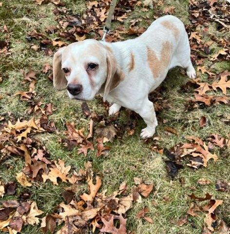 Enlarge Bella, a Adoptable mixed breed in Groveland, MA image 1/1