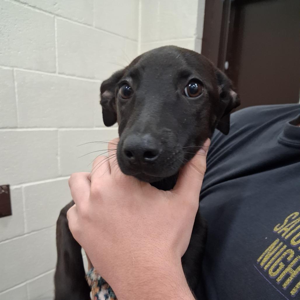 Enlarge Moof, a Adoptable Mixed Breed in Auburn, AL image 1/6