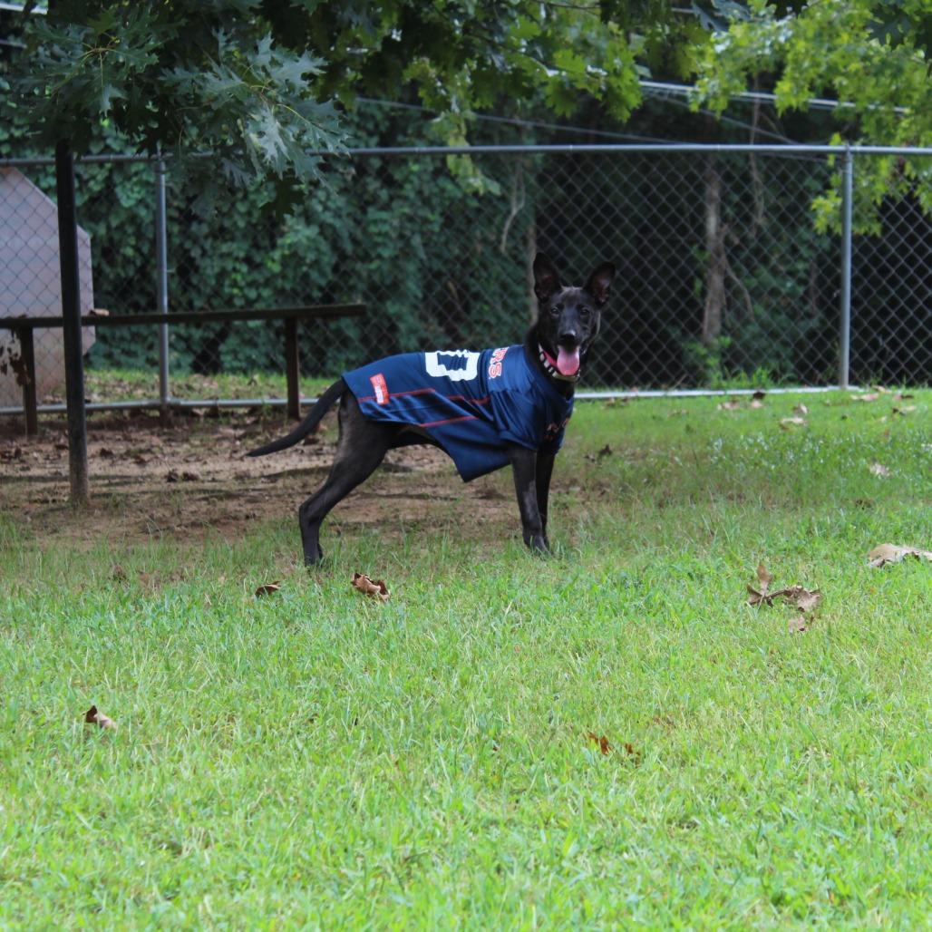 Enlarge Moof, a Adoptable Mixed Breed in Auburn, AL image 2/6