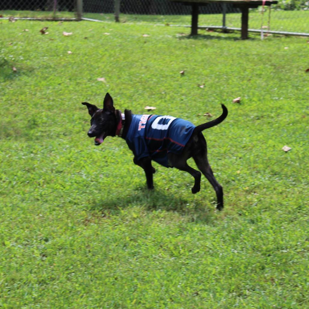 Enlarge Moof, a Adoptable Mixed Breed in Auburn, AL image 3/6