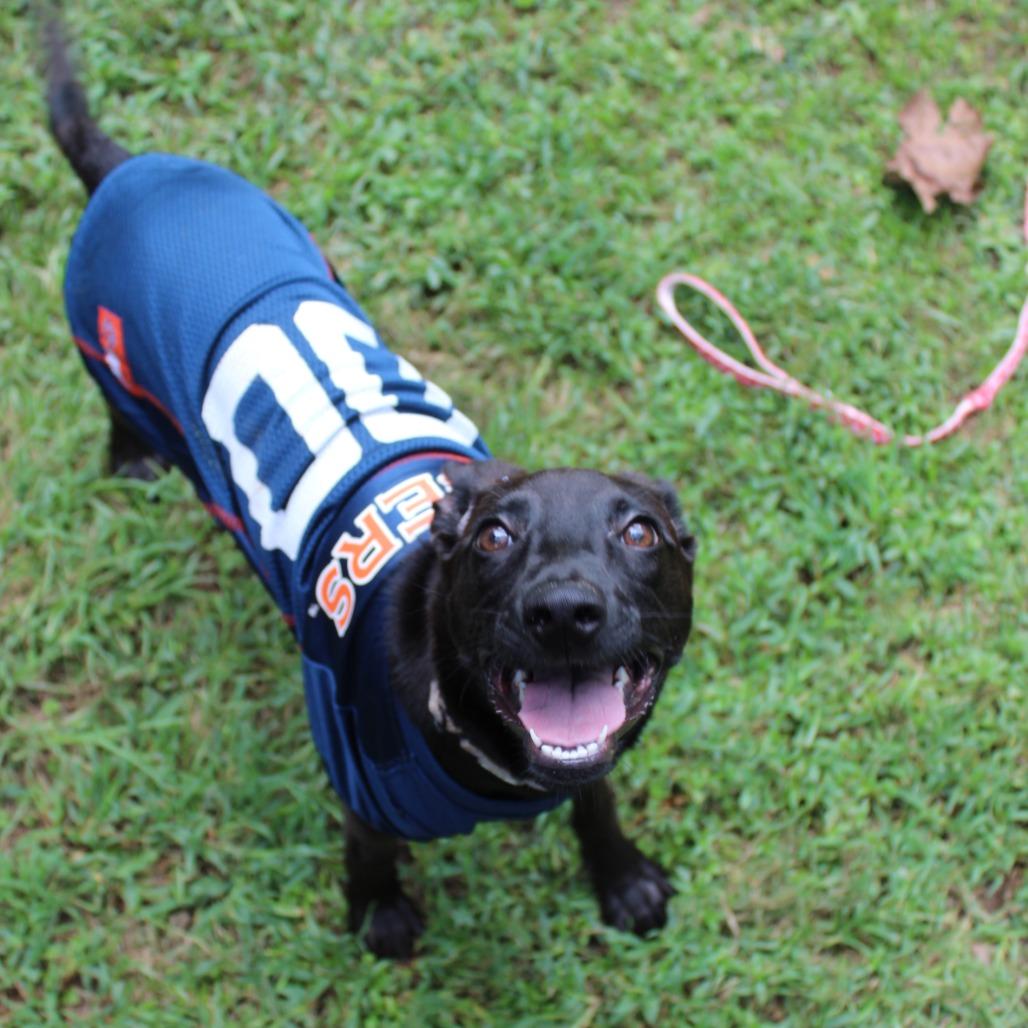 Enlarge Moof, a Adoptable Mixed Breed in Auburn, AL image 4/6