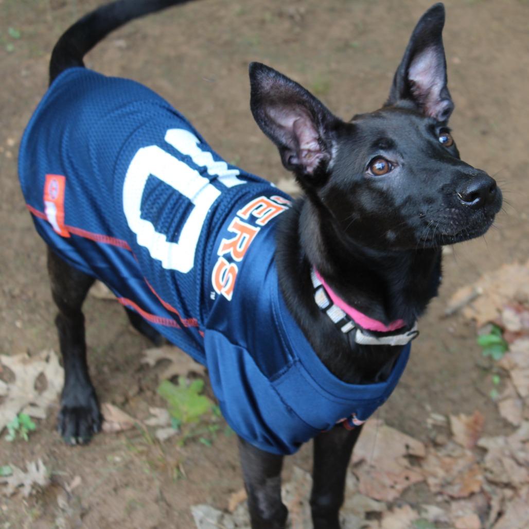 Enlarge Moof, a Adoptable Mixed Breed in Auburn, AL image 5/6