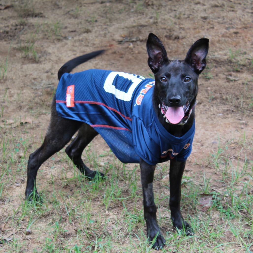Enlarge Moof, a Adoptable Mixed Breed in Auburn, AL image 6/6