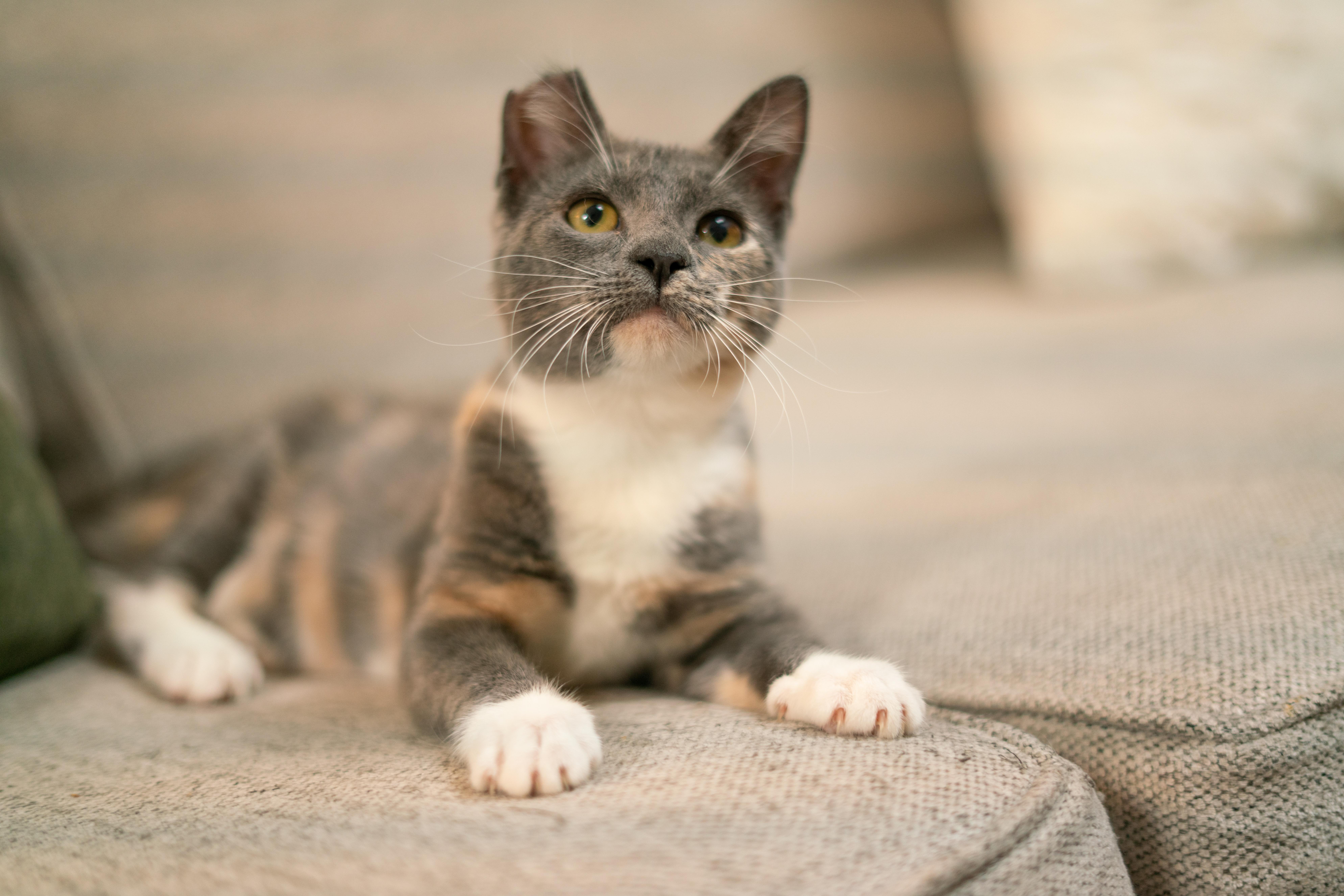 Enlarge Nala, a Adoptable Domestic Short Hair in San Jose, CA image 1/6