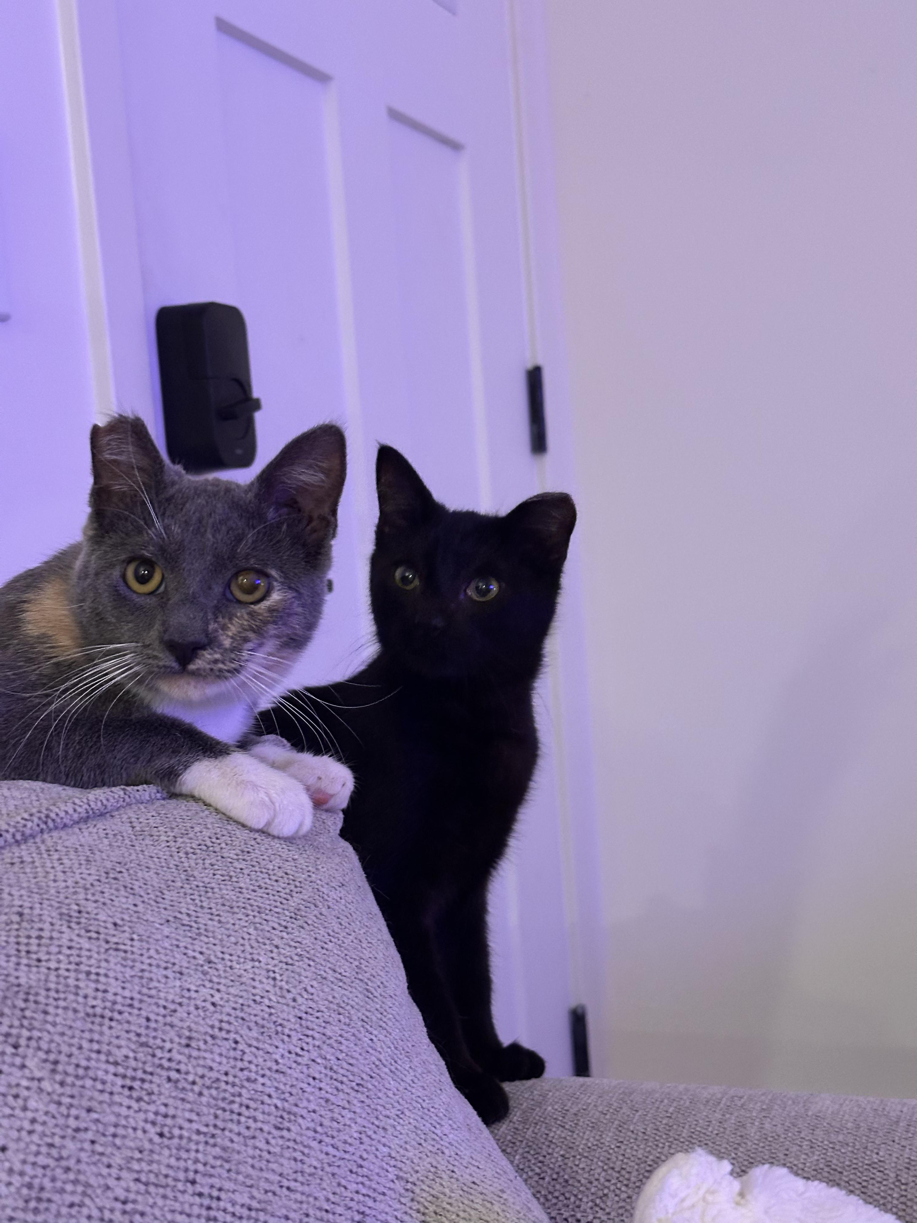 Enlarge Nala, a Adoptable Domestic Short Hair in San Jose, CA image 2/6