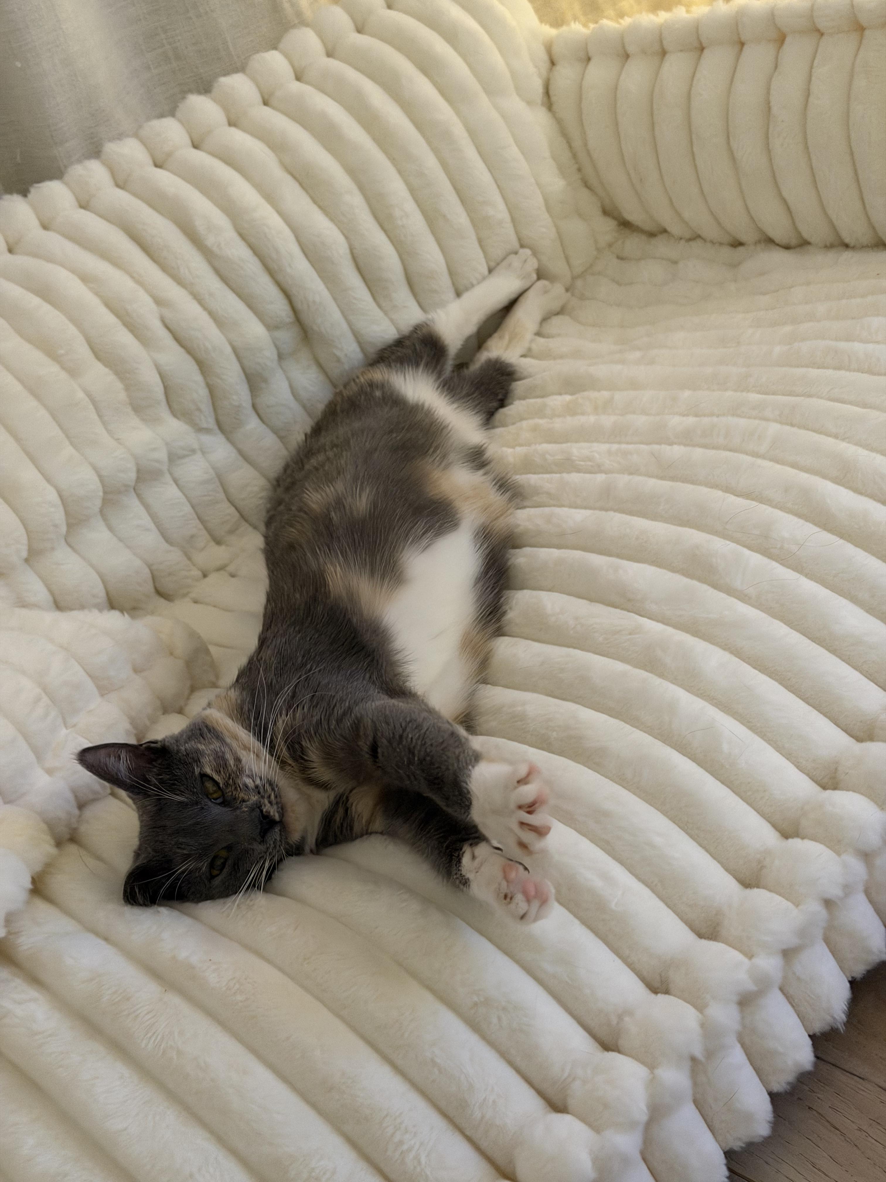 Nala, a Adoptable Domestic Short Hair in San Jose, CA image 4/6