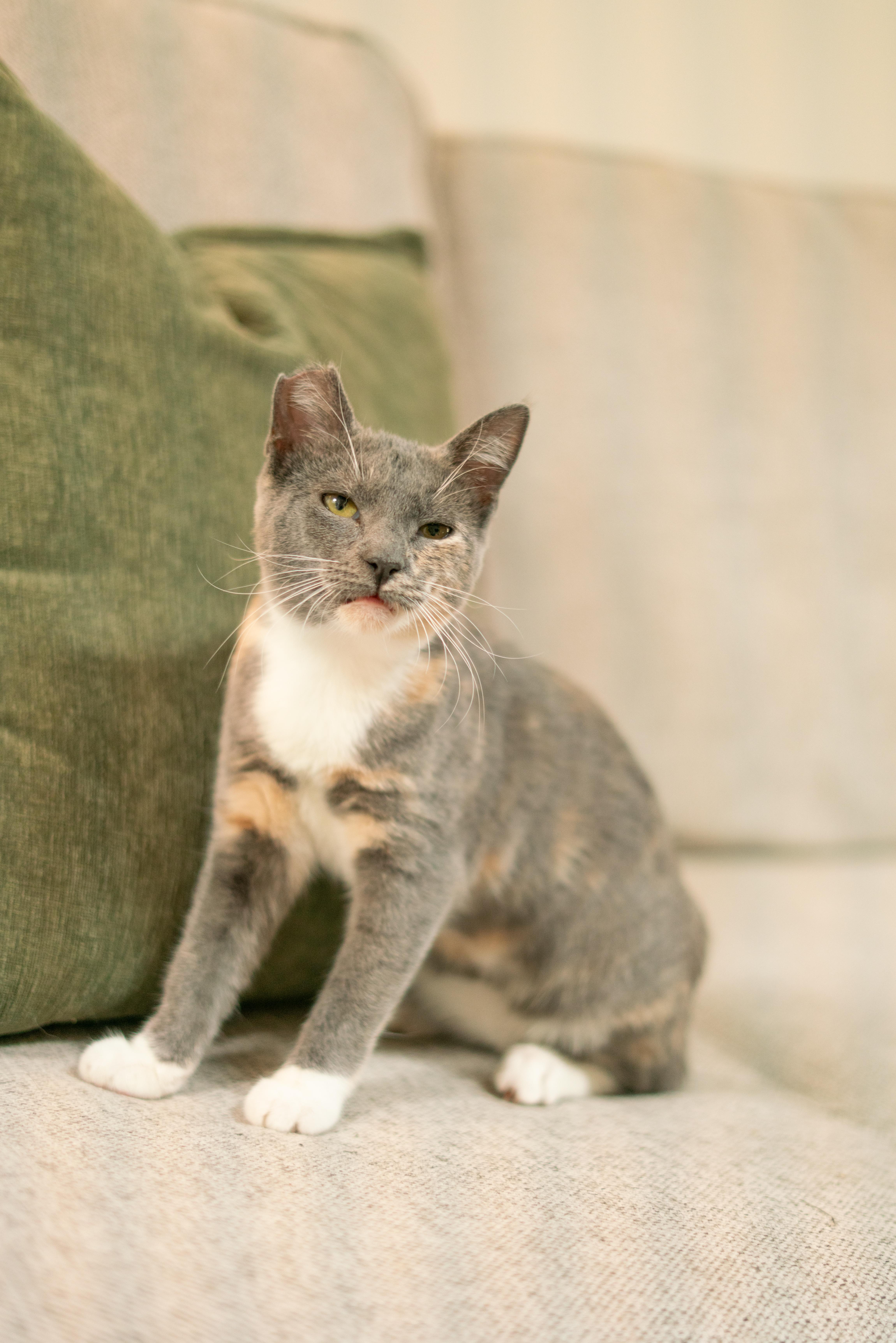 Enlarge Nala, a Adoptable Domestic Short Hair in San Jose, CA image 5/6