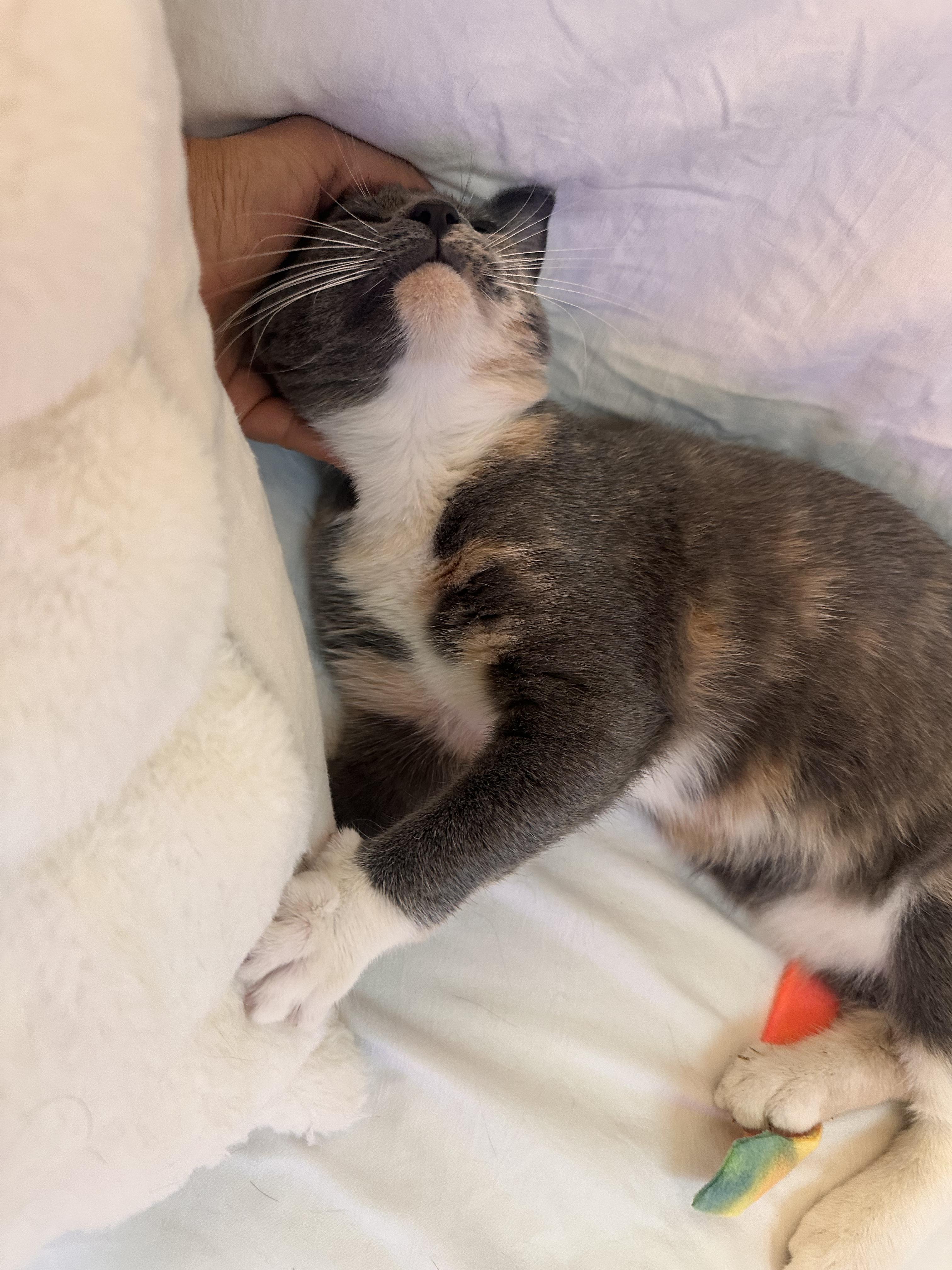 Enlarge Nala, a Adoptable Domestic Short Hair in San Jose, CA image 3/6