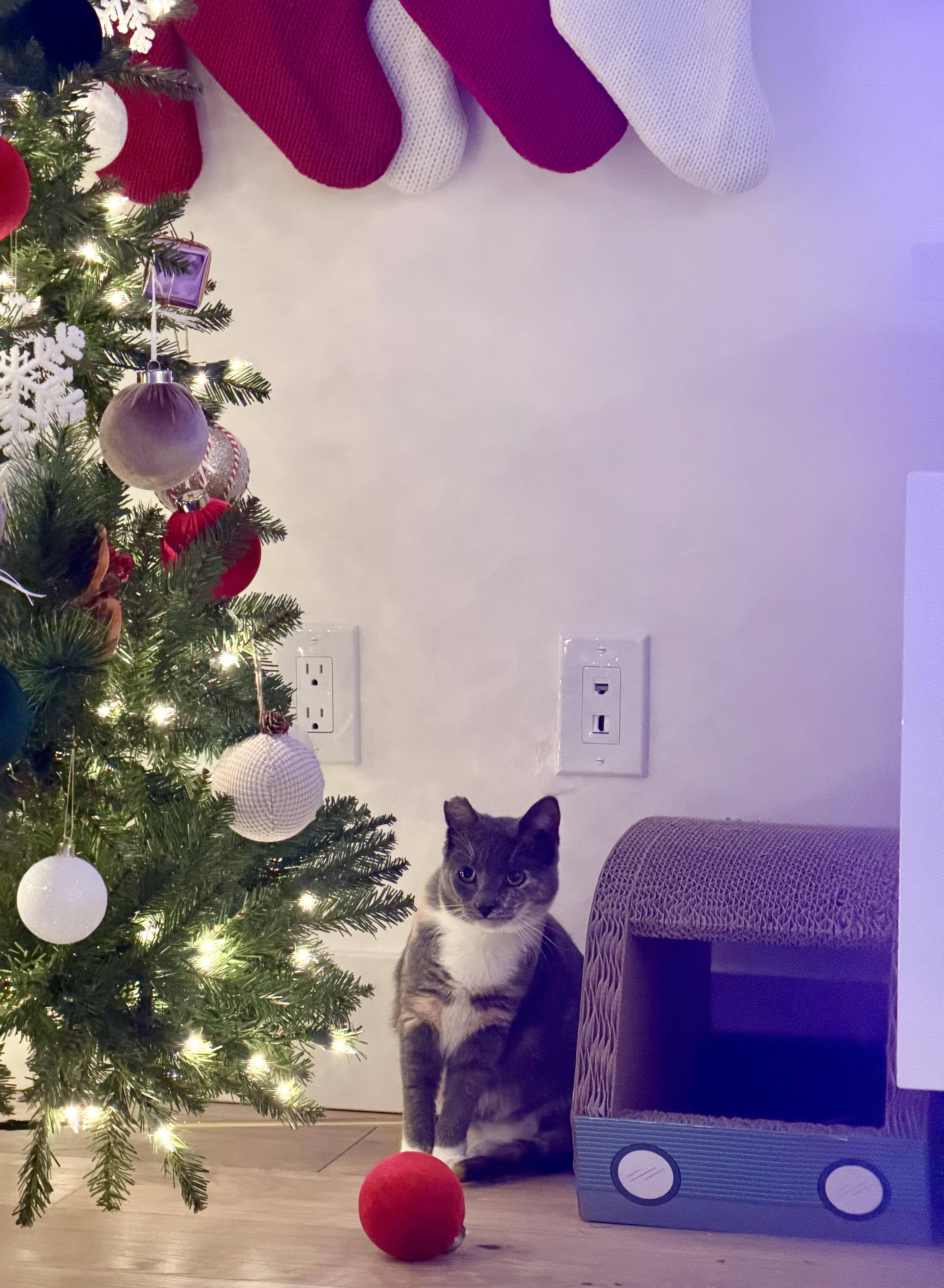 Nala, a Adoptable Domestic Short Hair in San Jose, CA image 2/6