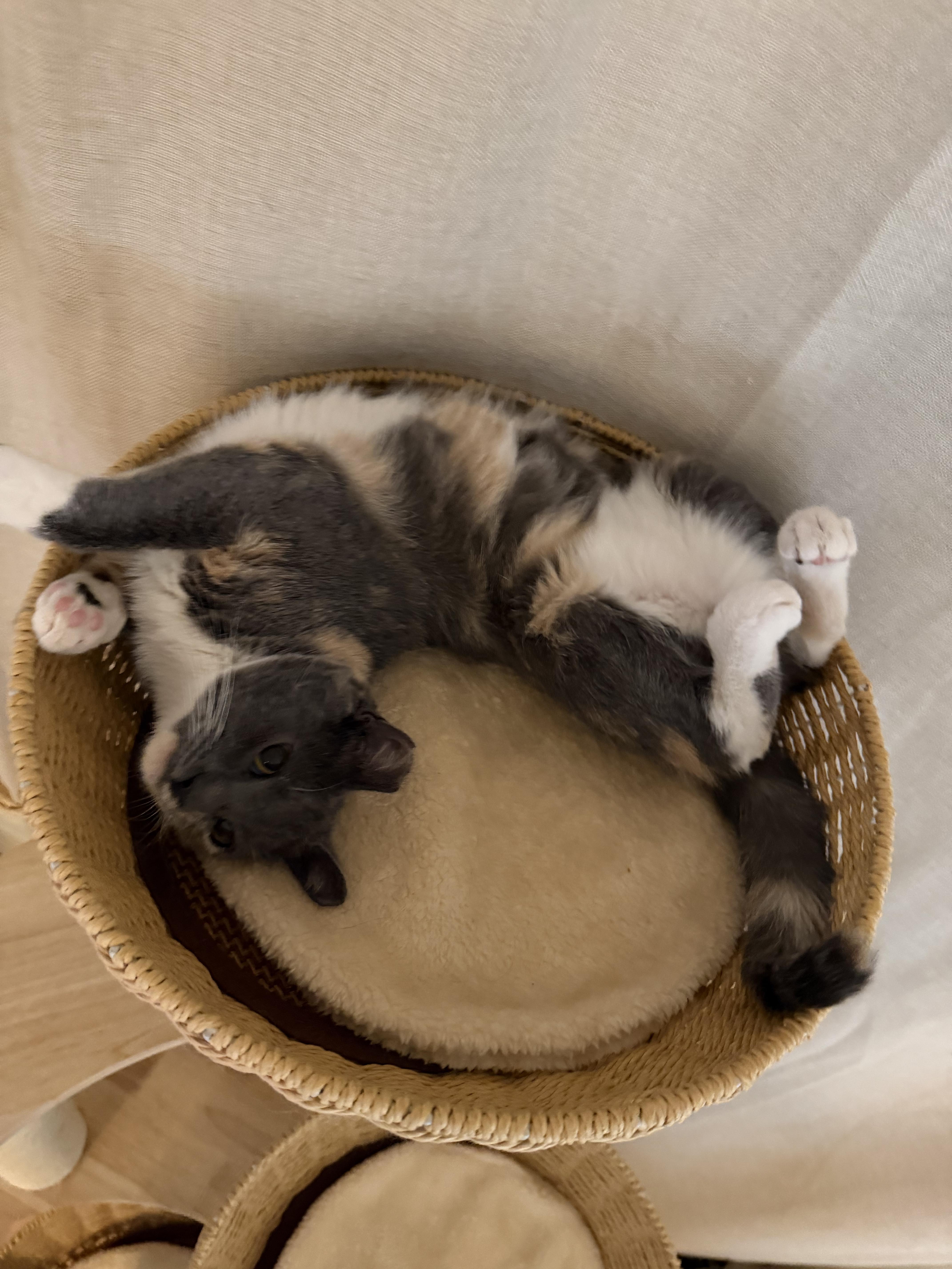 Enlarge Nala, a Adoptable Domestic Short Hair in San Jose, CA image 4/6