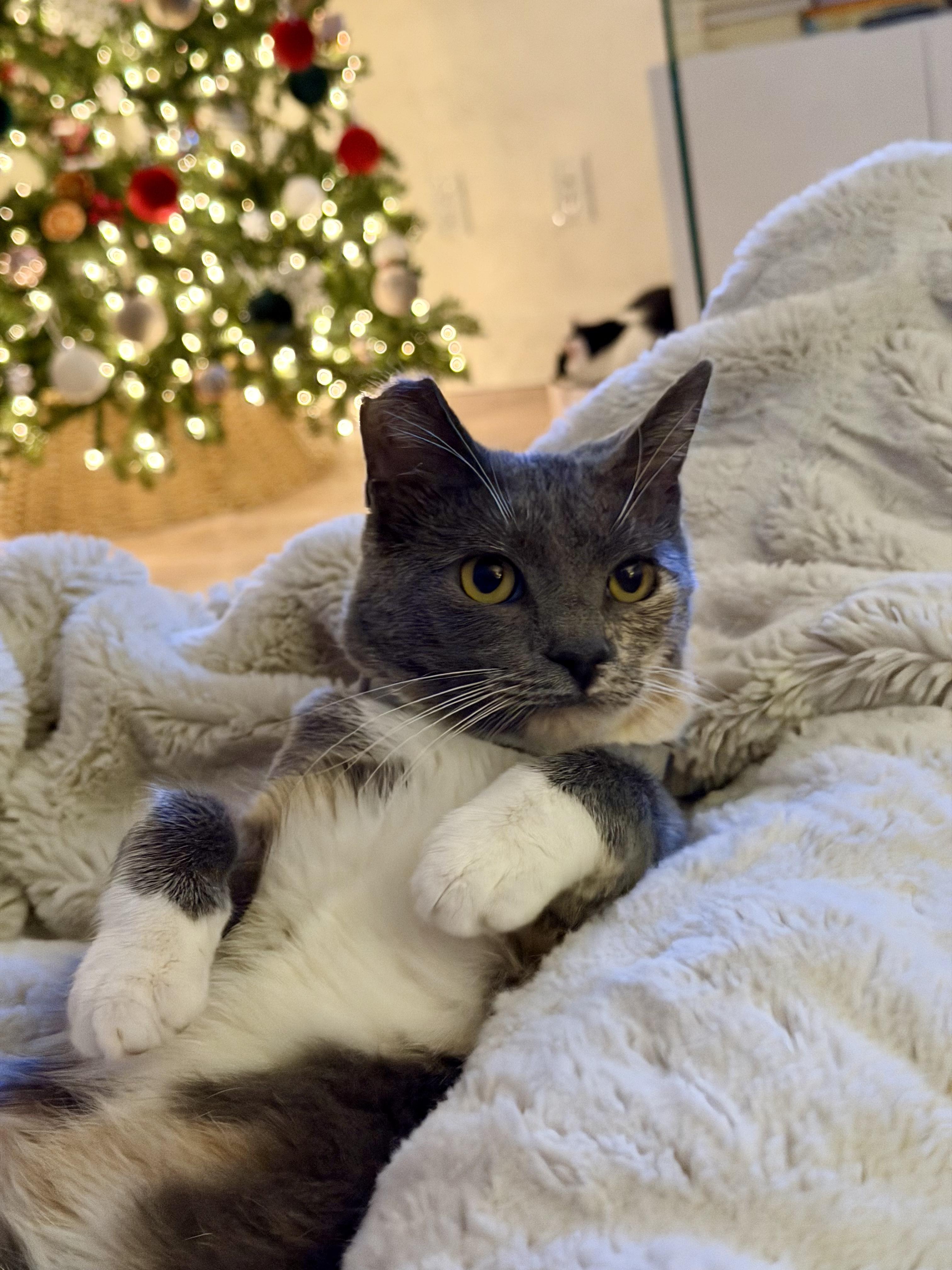 Nala, a Adoptable Domestic Short Hair in San Jose, CA image 1/6