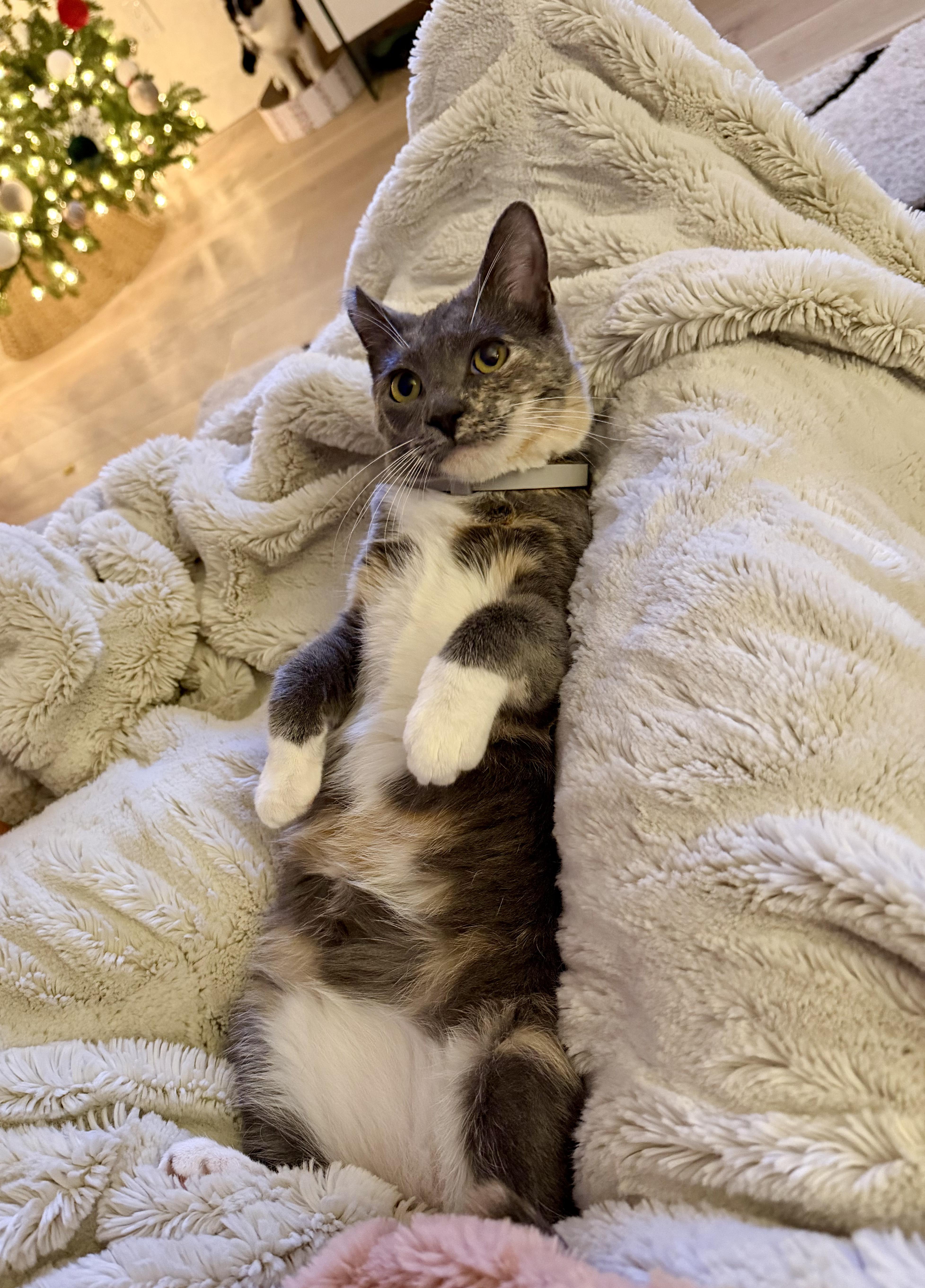 Nala, a Adoptable Domestic Short Hair in San Jose, CA image 6/6