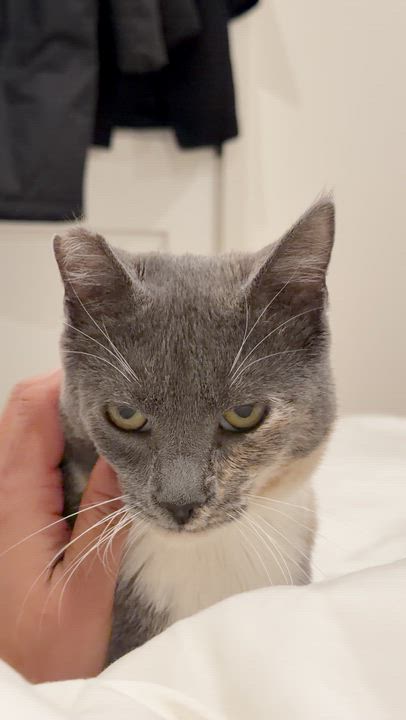 Enlarge Nala, a Adoptable Domestic Short Hair in San Jose, CA video 5/6