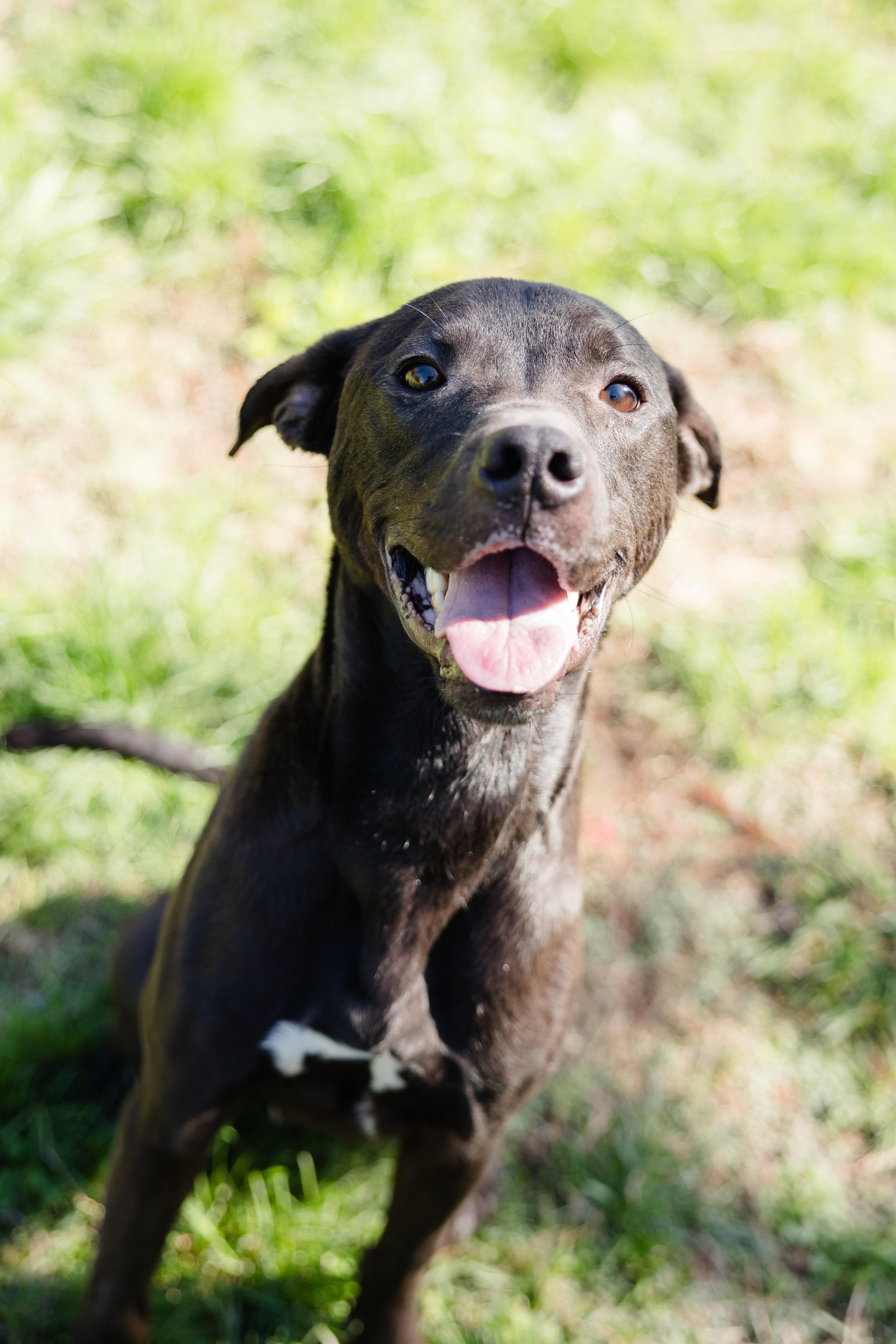 Enlarge Reese Egg, a ADOPTABLE mixed breed in Newburgh, IN image 2/3