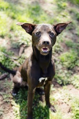 Enlarge Reese Egg, a ADOPTABLE mixed breed in Newburgh, IN image 3/3