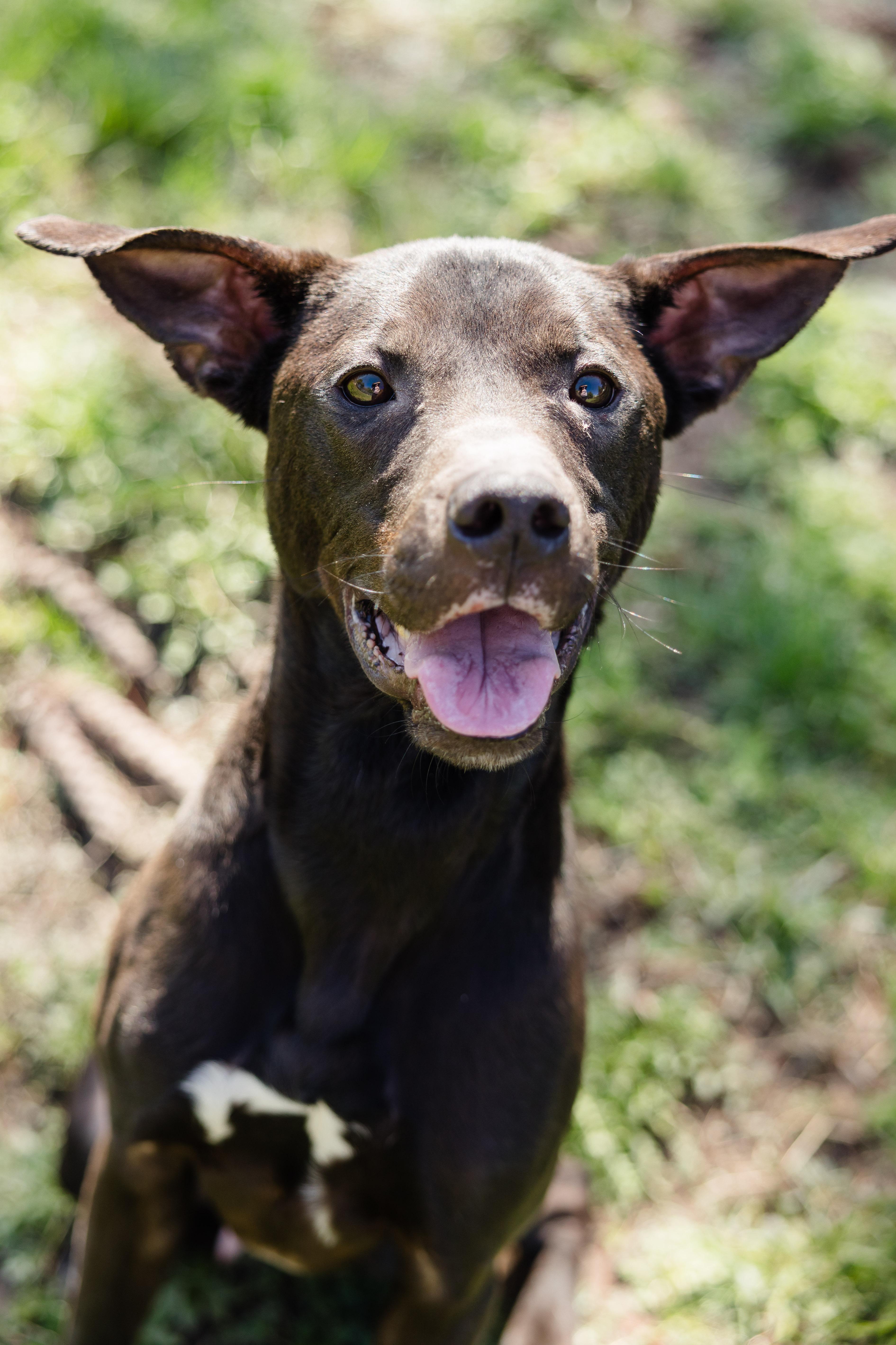 Enlarge Reese Egg, a ADOPTABLE mixed breed in Newburgh, IN image 1/3