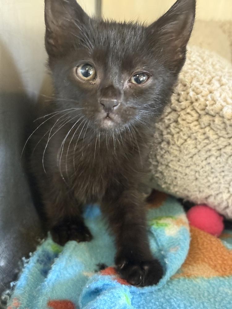 Sushi 23C-0123, Adoptable, Kitten Male Domestic Short Hair.