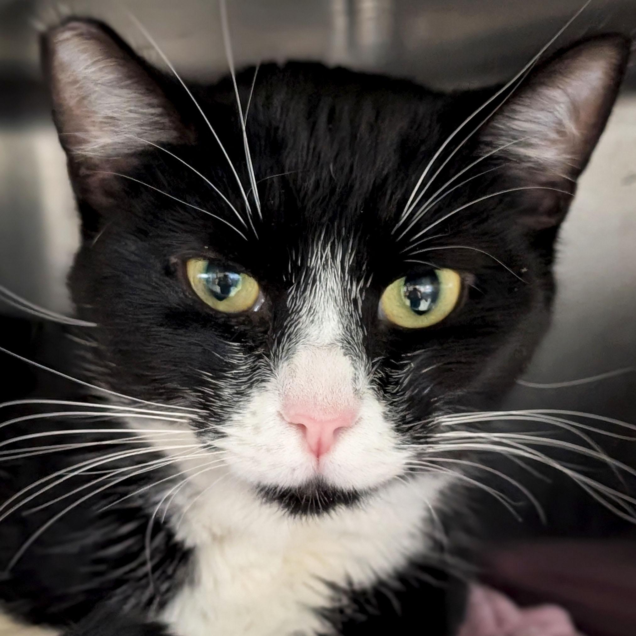 Enlarge Sushi - Name Your Own Adoption Fee!, a ADOPTABLE Domestic Short Hair in Jefferson, WI image 1/1