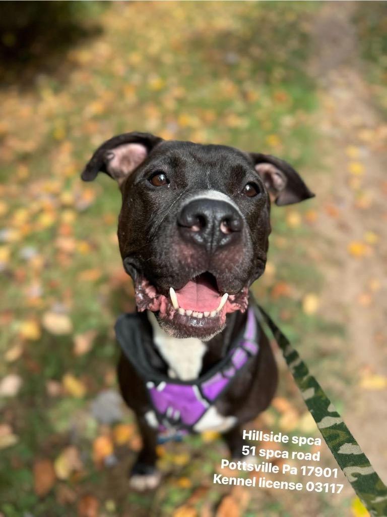 Enlarge Pepe, a Adoptable Pit Bull Terrier in Pottsville, PA image 1/3