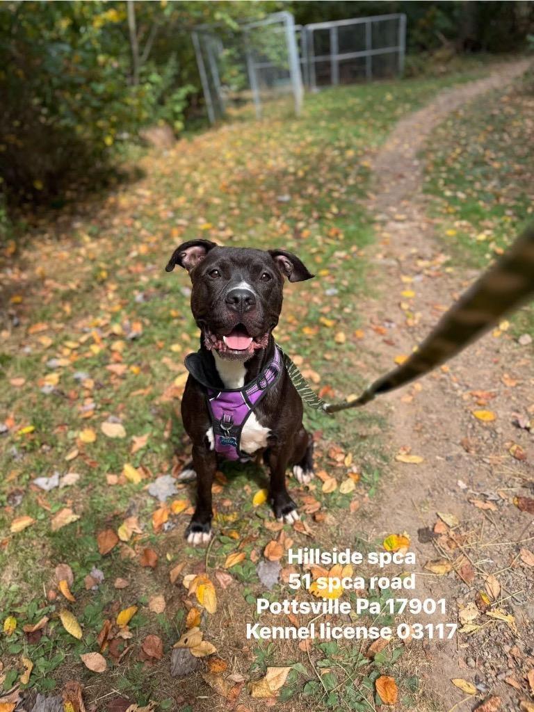 Enlarge Pepe, a Adoptable Pit Bull Terrier in Pottsville, PA image 2/3