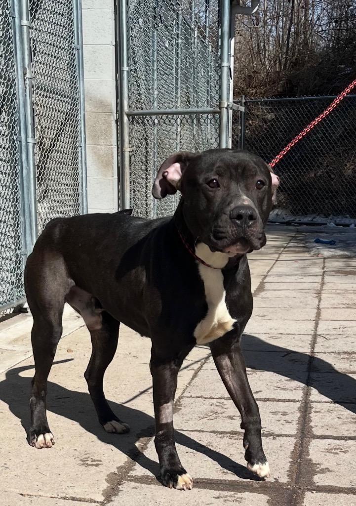 Enlarge Pepe, a Adoptable Pit Bull Terrier in Pottsville, PA image 3/3