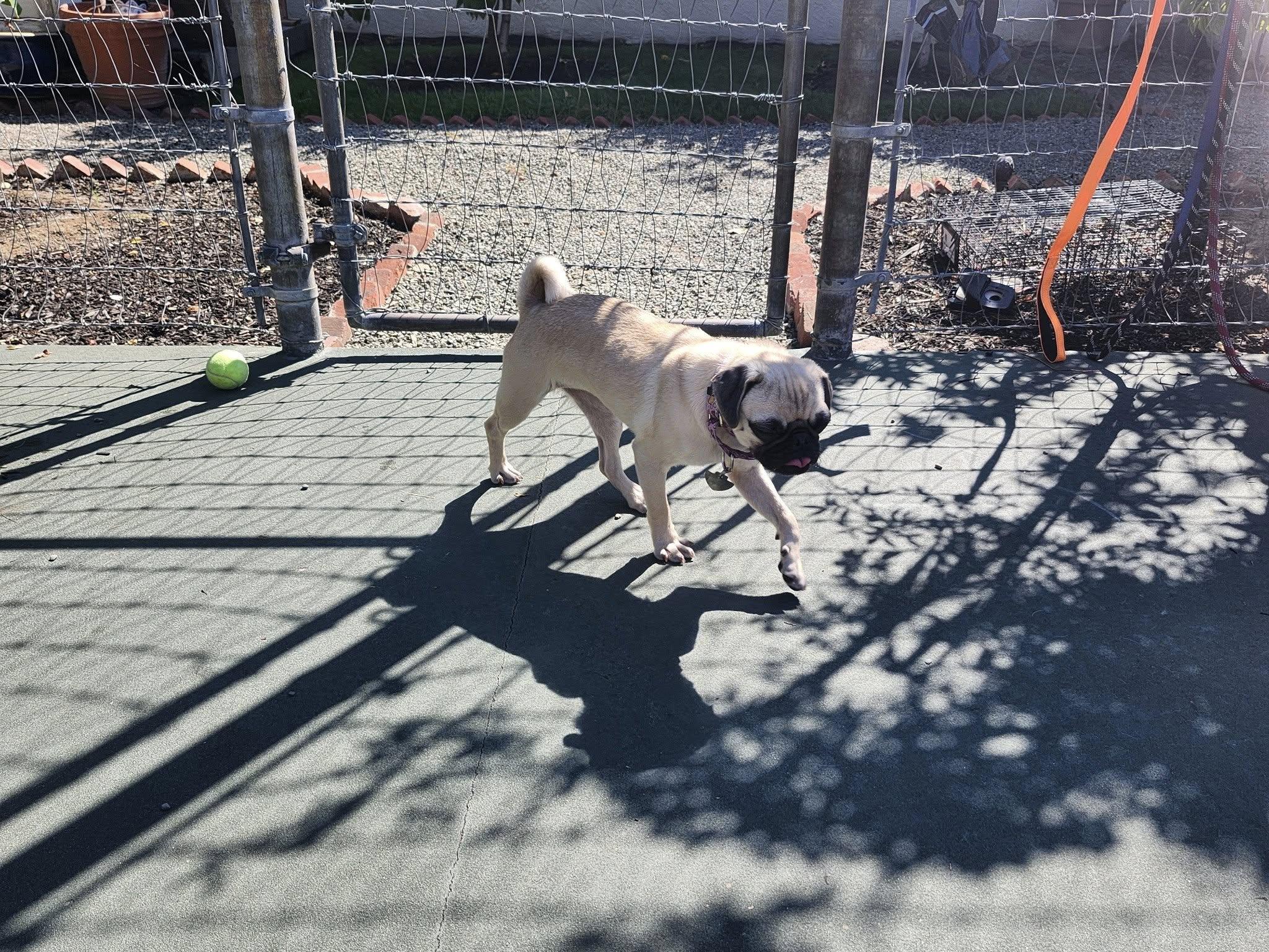 Enlarge Gretal, a Adoptable mixed breed in Danville, CA image 3/5