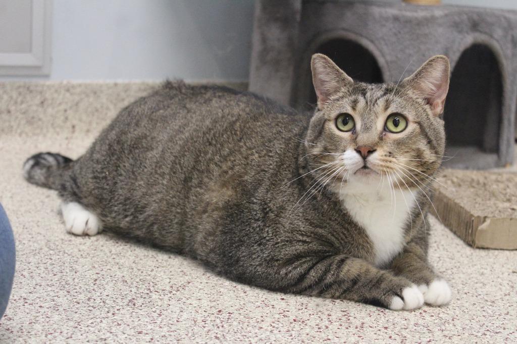 Gust, Adoptable, Adult Male Domestic Short Hair.