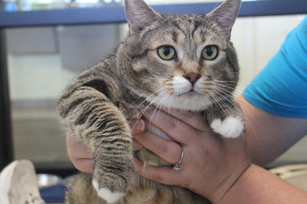 Enlarge Gust, a Adoptable Domestic Short Hair in Chestertown, MD image 2/4