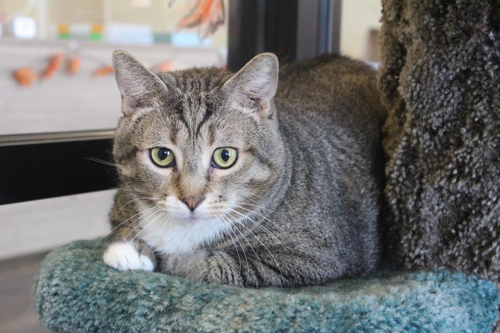 Enlarge Gust, a Adoptable Domestic Short Hair in Chestertown, MD image 4/4
