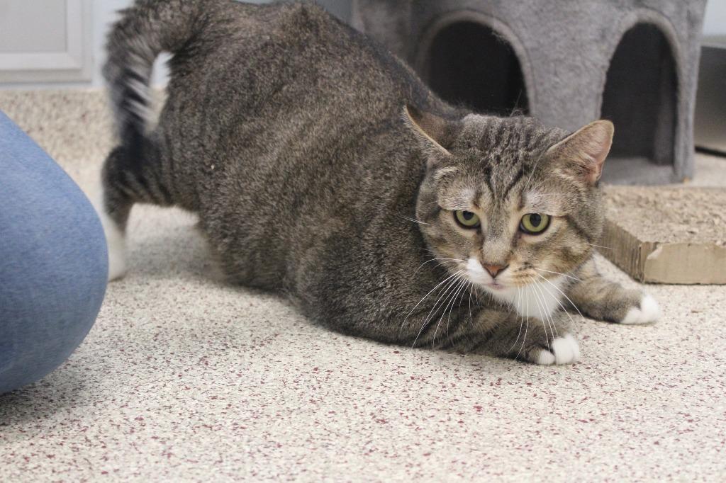 Enlarge Gust, a Adoptable Domestic Short Hair in Chestertown, MD image 3/4