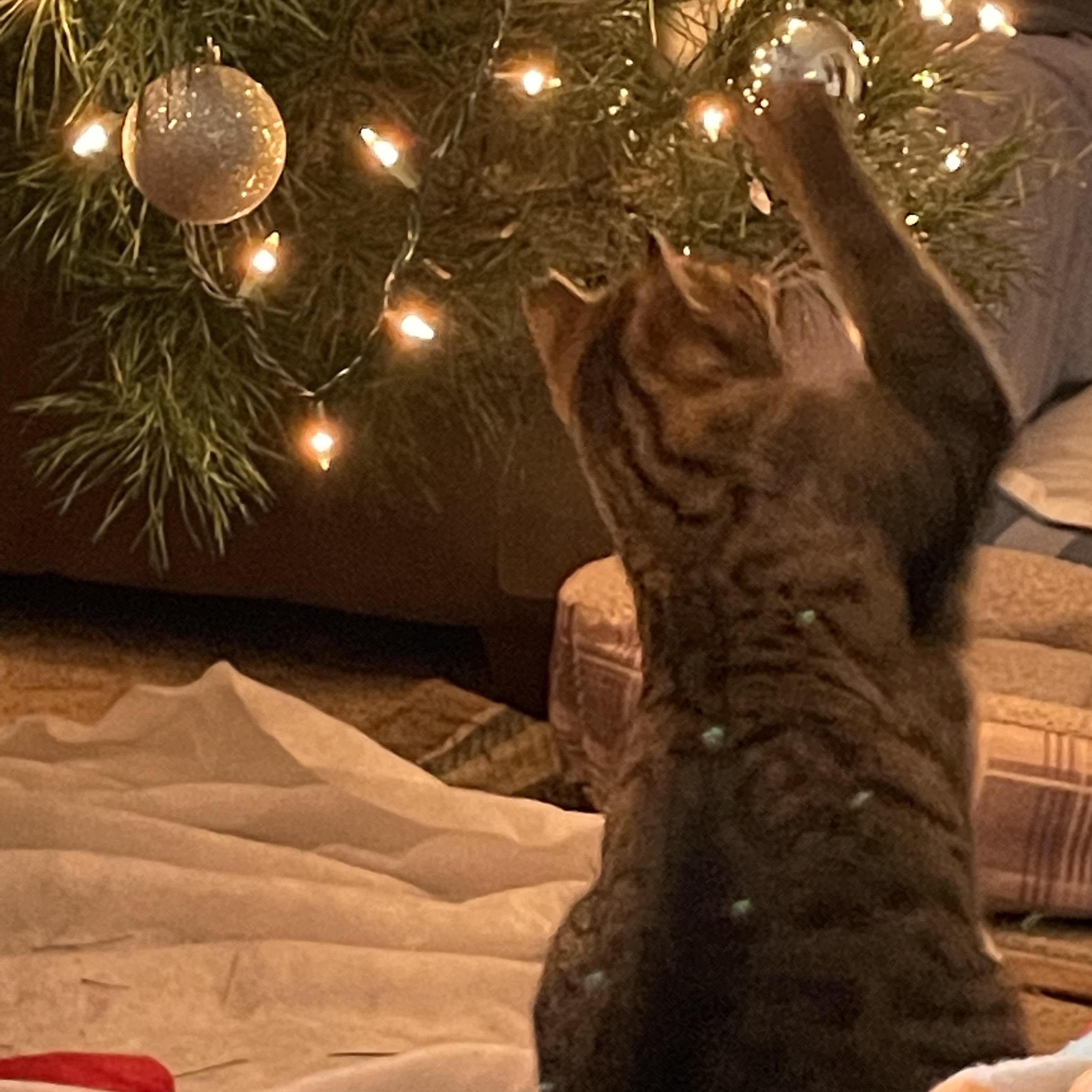 Enlarge Baby Cat, a Adopted Tabby in Reynoldsburg, OH image 2/5