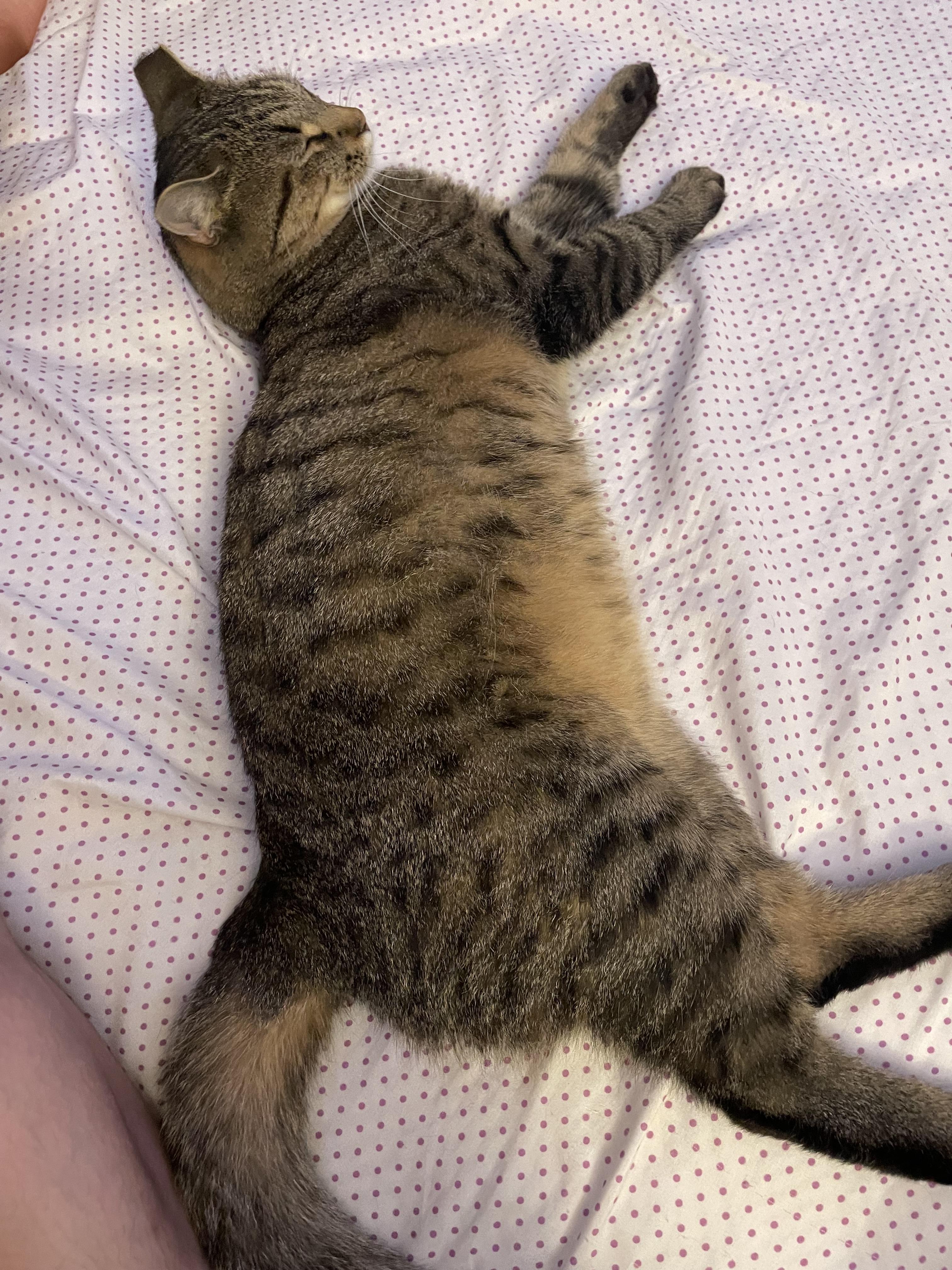 Enlarge Baby Cat, a Adopted Tabby in Reynoldsburg, OH image 3/5