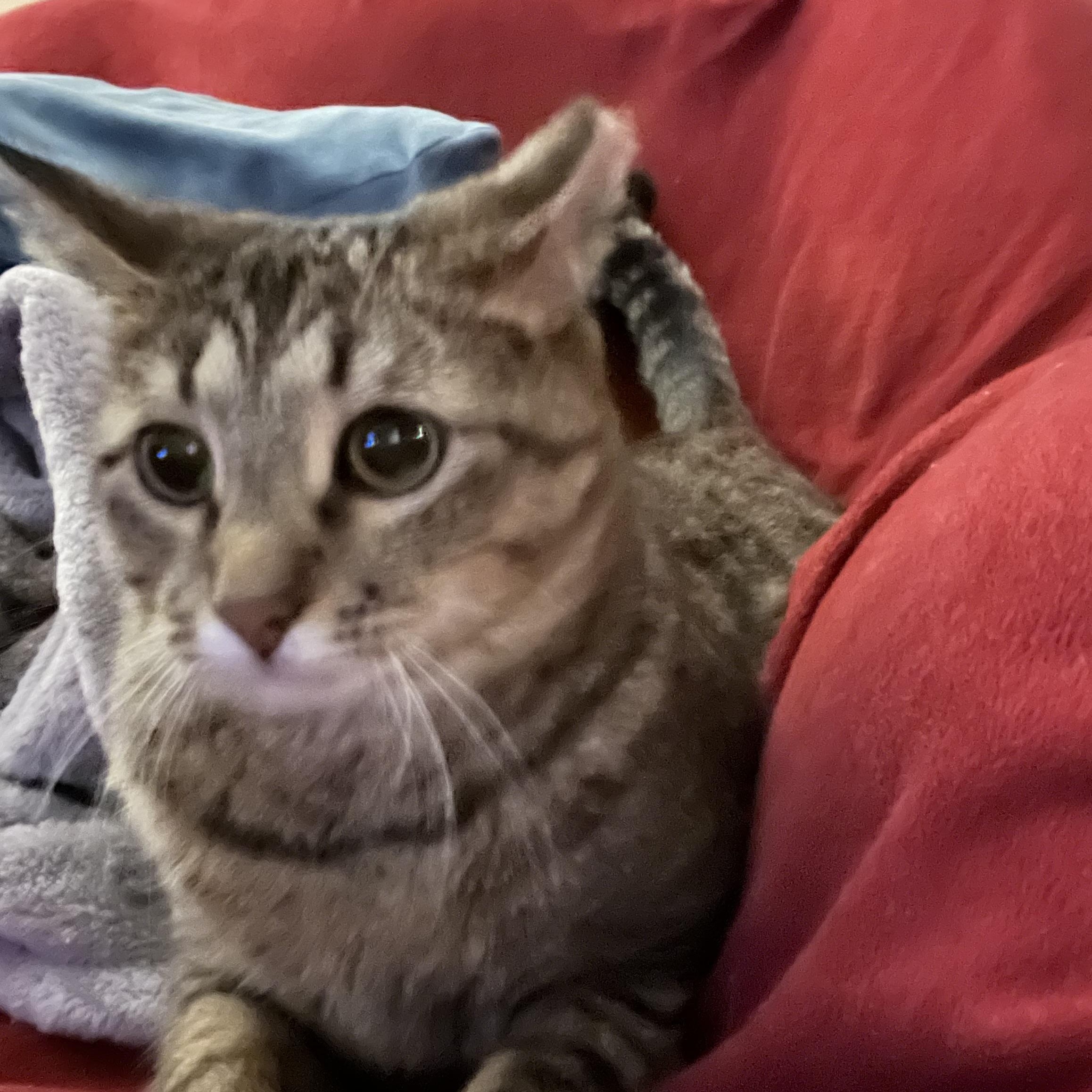 Enlarge Baby Cat, a Adopted Tabby in Reynoldsburg, OH image 4/5